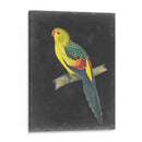 Loros Dramáticos Vi - Vision Studio | Cuadro decorativo de Canvas Lab