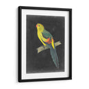 Loros Dramáticos Vi - Vision Studio | Cuadro decorativo de Canvas Lab