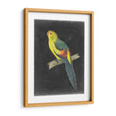 Loros Dramáticos Vi - Vision Studio | Cuadro decorativo de Canvas Lab