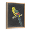 Loros Dramáticos Vi - Vision Studio | Cuadro decorativo de Canvas Lab