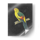 Loros Dramáticos Vi - Vision Studio | Cuadro decorativo de Canvas Lab