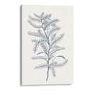 Indigo Botany Study Ii - Vision Studio | Cuadro decorativo de Canvas Lab