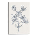 Indigo Botany Study Iii - Vision Studio | Cuadro decorativo de Canvas Lab