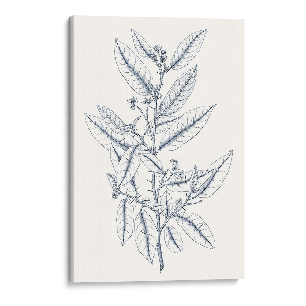 Indigo Botany Study V - Vision Studio | Cuadro decorativo de Canvas Lab