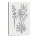 Indigo Botany Study Vii - Vision Studio | Cuadro decorativo de Canvas Lab