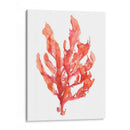 Coral Kelp I - Jennifer Goldberger | Cuadro decorativo de Canvas Lab
