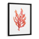 Coral Kelp I - Jennifer Goldberger | Cuadro decorativo de Canvas Lab