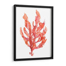 Coral Kelp I - Jennifer Goldberger | Cuadro decorativo de Canvas Lab