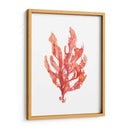 Coral Kelp I - Jennifer Goldberger | Cuadro decorativo de Canvas Lab