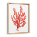 Coral Kelp I - Jennifer Goldberger | Cuadro decorativo de Canvas Lab