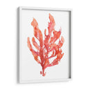 Coral Kelp I - Jennifer Goldberger | Cuadro decorativo de Canvas Lab