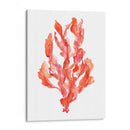 Coral Kelp Ii - Jennifer Goldberger | Cuadro decorativo de Canvas Lab