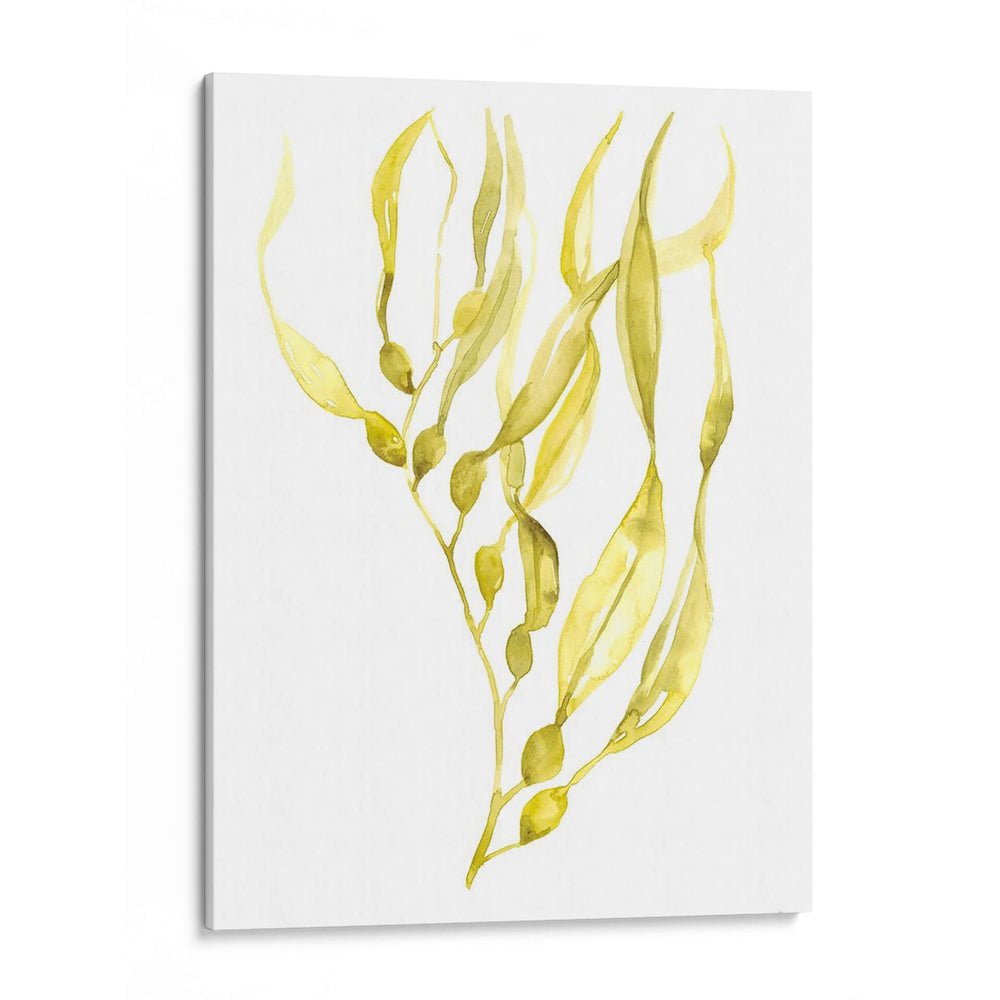 Oliva Mar Kelp I - Jennifer Goldberger | Cuadro decorativo de Canvas Lab