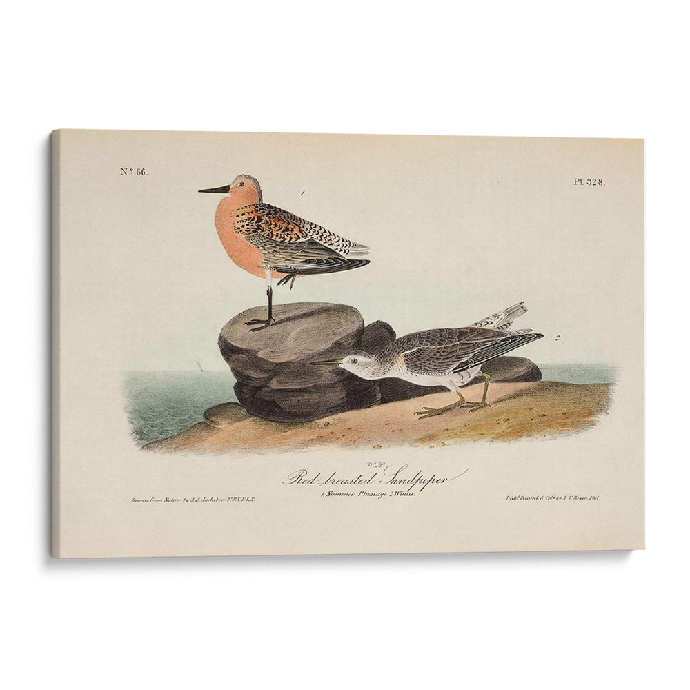 Sandpiper Rojo Pechugo - John James Audubon | Cuadro decorativo de Canvas Lab
