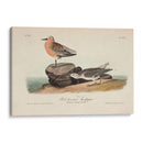 Sandpiper Rojo Pechugo - John James Audubon | Cuadro decorativo de Canvas Lab