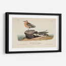 Sandpiper Rojo Pechugo - John James Audubon | Cuadro decorativo de Canvas Lab