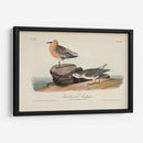 Sandpiper Rojo Pechugo - John James Audubon | Cuadro decorativo de Canvas Lab