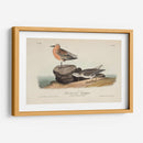 Sandpiper Rojo Pechugo - John James Audubon | Cuadro decorativo de Canvas Lab