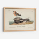 Sandpiper Rojo Pechugo - John James Audubon | Cuadro decorativo de Canvas Lab