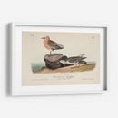 Sandpiper Rojo Pechugo - John James Audubon | Cuadro decorativo de Canvas Lab