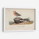 Sandpiper Rojo Pechugo - John James Audubon | Cuadro decorativo de Canvas Lab