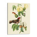 Cuvier Exotic Birds I - Becky Davis | Cuadro decorativo de Canvas Lab