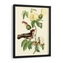 Cuvier Exotic Birds I - Becky Davis | Cuadro decorativo de Canvas Lab