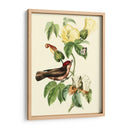 Cuvier Exotic Birds I - Becky Davis | Cuadro decorativo de Canvas Lab