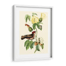 Cuvier Exotic Birds I - Becky Davis | Cuadro decorativo de Canvas Lab