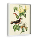 Cuvier Exotic Birds I - Becky Davis | Cuadro decorativo de Canvas Lab