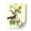 Cuvier Exotic Birds I - Becky Davis | Cuadro decorativo de Canvas Lab