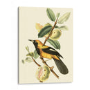 Cuvier Exotic Birds Ii - Becky Davis | Cuadro decorativo de Canvas Lab