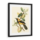 Cuvier Exotic Birds Ii - Becky Davis | Cuadro decorativo de Canvas Lab