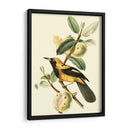 Cuvier Exotic Birds Ii - Becky Davis | Cuadro decorativo de Canvas Lab