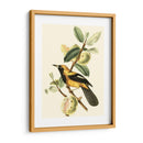 Cuvier Exotic Birds Ii - Becky Davis | Cuadro decorativo de Canvas Lab