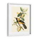 Cuvier Exotic Birds Ii - Becky Davis | Cuadro decorativo de Canvas Lab