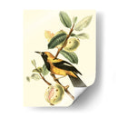 Cuvier Exotic Birds Ii - Becky Davis | Cuadro decorativo de Canvas Lab