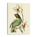 Cuvier Exotic Birds Iii - Becky Davis | Cuadro decorativo de Canvas Lab