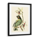 Cuvier Exotic Birds Iii - Becky Davis | Cuadro decorativo de Canvas Lab