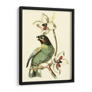 Cuvier Exotic Birds Iii - Becky Davis | Cuadro decorativo de Canvas Lab