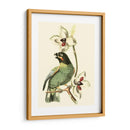 Cuvier Exotic Birds Iii - Becky Davis | Cuadro decorativo de Canvas Lab