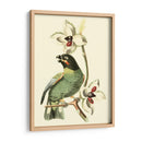 Cuvier Exotic Birds Iii - Becky Davis | Cuadro decorativo de Canvas Lab