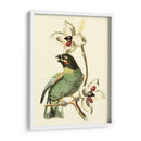 Cuvier Exotic Birds Iii - Becky Davis | Cuadro decorativo de Canvas Lab