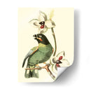 Cuvier Exotic Birds Iii - Becky Davis | Cuadro decorativo de Canvas Lab