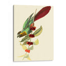 Cuvier Exotic Birds Iv - Becky Davis | Cuadro decorativo de Canvas Lab