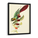 Cuvier Exotic Birds Iv - Becky Davis | Cuadro decorativo de Canvas Lab