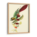 Cuvier Exotic Birds Iv - Becky Davis | Cuadro decorativo de Canvas Lab