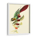 Cuvier Exotic Birds Iv - Becky Davis | Cuadro decorativo de Canvas Lab