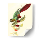 Cuvier Exotic Birds Iv - Becky Davis | Cuadro decorativo de Canvas Lab