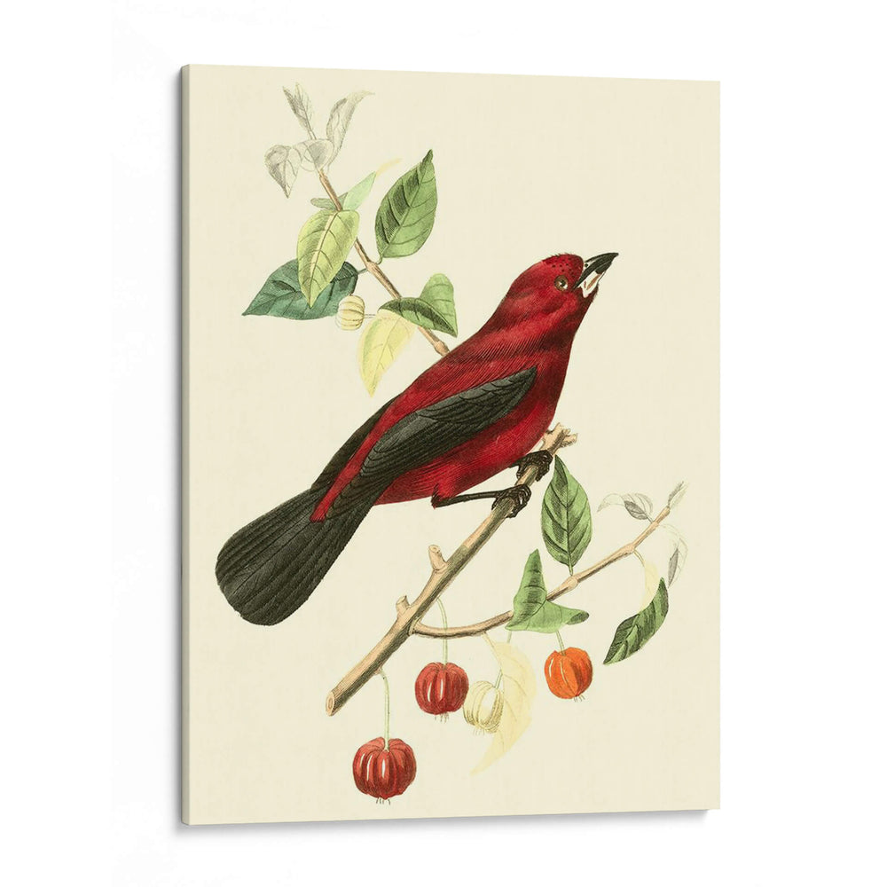 Cuvier Exótico Pájaros V - Becky Davis | Cuadro decorativo de Canvas Lab